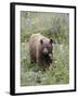 Cinnamon Black Bear (Ursus Americanus) Cub, Waterton Lakes National Park, Alberta, Canada-James Hager-Framed Photographic Print