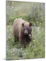 Cinnamon Black Bear (Ursus Americanus) Cub, Waterton Lakes National Park, Alberta, Canada-James Hager-Mounted Photographic Print