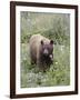 Cinnamon Black Bear (Ursus Americanus) Cub, Waterton Lakes National Park, Alberta, Canada-James Hager-Framed Photographic Print