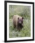 Cinnamon Black Bear (Ursus Americanus) Cub, Waterton Lakes National Park, Alberta, Canada-James Hager-Framed Photographic Print