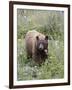 Cinnamon Black Bear (Ursus Americanus) Cub, Waterton Lakes National Park, Alberta, Canada-James Hager-Framed Photographic Print