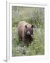 Cinnamon Black Bear (Ursus Americanus) Cub, Waterton Lakes National Park, Alberta, Canada-James Hager-Framed Photographic Print