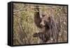 Cinnamon Black Bear (Ursus Americanus) Hangs on a Chokeberry Branch in Autumn (Fall)-Eleanor-Framed Stretched Canvas