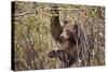 Cinnamon Black Bear (Ursus Americanus) Hangs on a Chokeberry Branch in Autumn (Fall)-Eleanor-Stretched Canvas