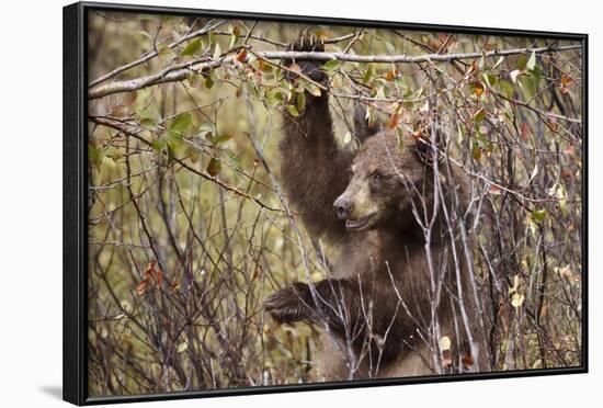 Cinnamon Black Bear (Ursus Americanus) Hangs on a Chokeberry Branch in Autumn (Fall)-Eleanor-Framed Photographic Print