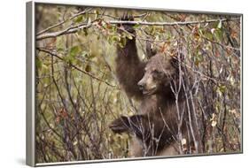 Cinnamon Black Bear (Ursus Americanus) Hangs on a Chokeberry Branch in Autumn (Fall)-Eleanor-Framed Photographic Print