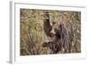 Cinnamon Black Bear (Ursus Americanus) Hangs on a Chokeberry Branch in Autumn (Fall)-Eleanor-Framed Photographic Print
