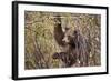 Cinnamon Black Bear (Ursus Americanus) Hangs on a Chokeberry Branch in Autumn (Fall)-Eleanor-Framed Photographic Print