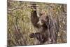 Cinnamon Black Bear (Ursus Americanus) Hangs on a Chokeberry Branch in Autumn (Fall)-Eleanor-Mounted Photographic Print