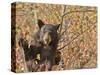 Cinnamon Black Bear (Ursus Americanus) Pauses from Collecting Autumn (Fall) Berries-Eleanor Scriven-Stretched Canvas