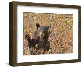 Cinnamon Black Bear (Ursus Americanus) Pauses from Collecting Autumn (Fall) Berries-Eleanor Scriven-Framed Photographic Print