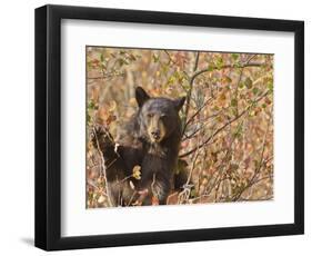 Cinnamon Black Bear (Ursus Americanus) Pauses from Collecting Autumn (Fall) Berries-Eleanor Scriven-Framed Photographic Print
