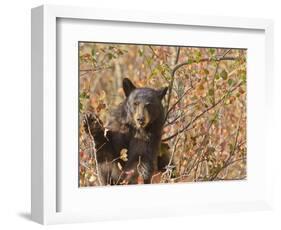 Cinnamon Black Bear (Ursus Americanus) Pauses from Collecting Autumn (Fall) Berries-Eleanor Scriven-Framed Photographic Print