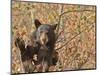 Cinnamon Black Bear (Ursus Americanus) Pauses from Collecting Autumn (Fall) Berries-Eleanor Scriven-Mounted Photographic Print