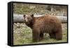 Cinnamon Black Bear (Ursus Americanus), Yellowstone National Park, Wyoming-James Hager-Framed Stretched Canvas