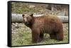 Cinnamon Black Bear (Ursus Americanus), Yellowstone National Park, Wyoming-James Hager-Framed Stretched Canvas