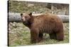 Cinnamon Black Bear (Ursus Americanus), Yellowstone National Park, Wyoming-James Hager-Stretched Canvas