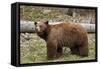 Cinnamon Black Bear (Ursus Americanus), Yellowstone National Park, Wyoming-James Hager-Framed Stretched Canvas