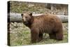 Cinnamon Black Bear (Ursus Americanus), Yellowstone National Park, Wyoming-James Hager-Stretched Canvas