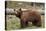 Cinnamon Black Bear (Ursus Americanus), Yellowstone National Park, Wyoming-James Hager-Stretched Canvas