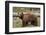 Cinnamon Black Bear (Ursus Americanus), Yellowstone National Park, Wyoming-James Hager-Framed Photographic Print