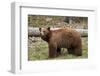 Cinnamon Black Bear (Ursus Americanus), Yellowstone National Park, Wyoming-James Hager-Framed Photographic Print