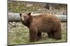 Cinnamon Black Bear (Ursus Americanus), Yellowstone National Park, Wyoming-James Hager-Mounted Photographic Print