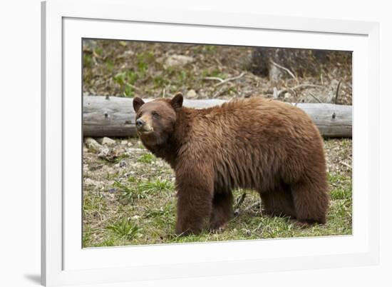 Cinnamon Black Bear (Ursus Americanus), Yellowstone National Park, Wyoming-James Hager-Framed Photographic Print