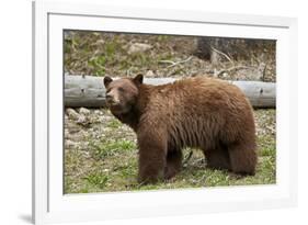 Cinnamon Black Bear (Ursus Americanus), Yellowstone National Park, Wyoming-James Hager-Framed Photographic Print