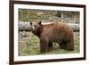 Cinnamon Black Bear (Ursus Americanus), Yellowstone National Park, Wyoming-James Hager-Framed Photographic Print