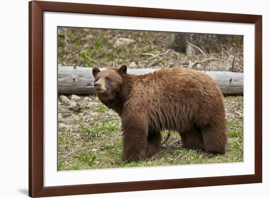 Cinnamon Black Bear (Ursus Americanus), Yellowstone National Park, Wyoming-James Hager-Framed Photographic Print