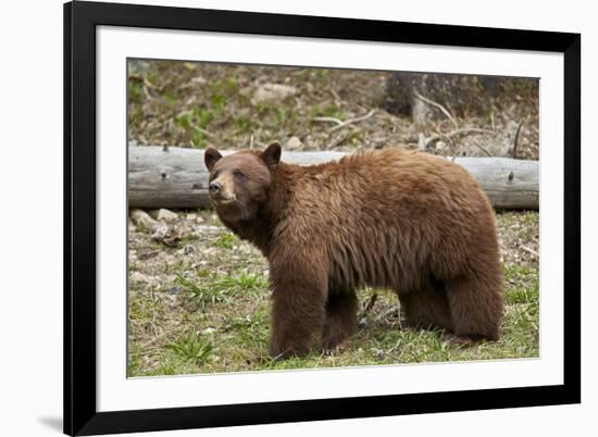 Cinnamon Black Bear (Ursus Americanus), Yellowstone National Park, Wyoming-James Hager-Framed Photographic Print