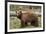 Cinnamon Black Bear (Ursus Americanus), Yellowstone National Park, Wyoming-James Hager-Framed Photographic Print