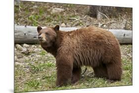 Cinnamon Black Bear (Ursus Americanus), Yellowstone National Park, Wyoming-James Hager-Mounted Photographic Print