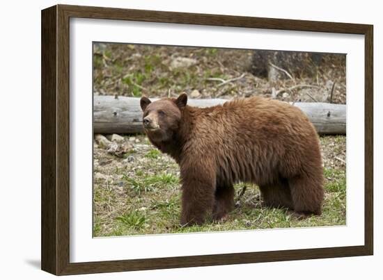 Cinnamon Black Bear (Ursus Americanus), Yellowstone National Park, Wyoming-James Hager-Framed Photographic Print