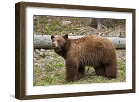 Cinnamon Black Bear (Ursus Americanus), Yellowstone National Park, Wyoming-James Hager-Framed Photographic Print