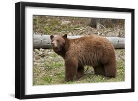 Cinnamon Black Bear (Ursus Americanus), Yellowstone National Park, Wyoming-James Hager-Framed Photographic Print