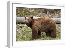 Cinnamon Black Bear (Ursus Americanus), Yellowstone National Park, Wyoming-James Hager-Framed Photographic Print