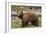 Cinnamon Black Bear (Ursus Americanus), Yellowstone National Park, Wyoming-James Hager-Framed Photographic Print