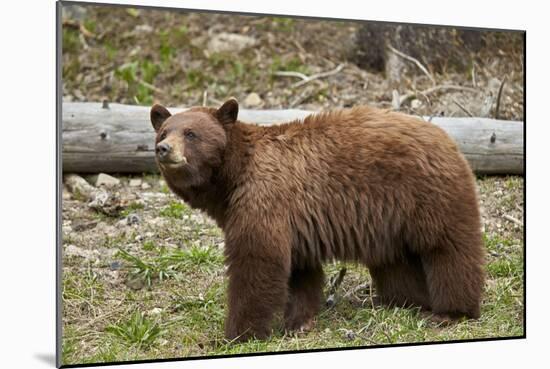 Cinnamon Black Bear (Ursus Americanus), Yellowstone National Park, Wyoming-James Hager-Mounted Photographic Print