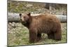 Cinnamon Black Bear (Ursus Americanus), Yellowstone National Park, Wyoming-James Hager-Mounted Photographic Print