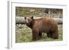 Cinnamon Black Bear (Ursus Americanus), Yellowstone National Park, Wyoming-James Hager-Framed Photographic Print