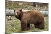 Cinnamon Black Bear (Ursus Americanus), Yellowstone National Park, Wyoming-James Hager-Mounted Photographic Print