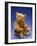 Cinnamon Center Seam Steiff Bear, circa 1903-Steiff-Framed Giclee Print