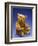 Cinnamon Center Seam Steiff Bear, circa 1903-Steiff-Framed Giclee Print