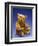 Cinnamon Center Seam Steiff Bear, circa 1903-Steiff-Framed Giclee Print