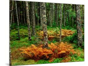 Cinnamon ferns and red spruce trees in autumn, Acadia National Park, Maine, USA-null-Mounted Photographic Print