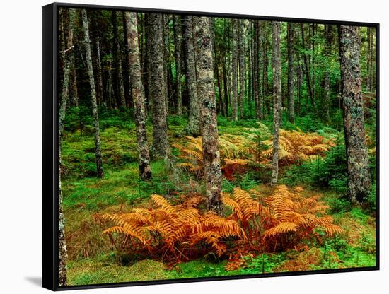 Cinnamon ferns and red spruce trees in autumn, Acadia National Park, Maine, USA-null-Framed Stretched Canvas