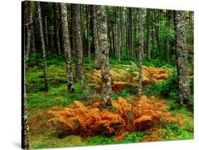 Cinnamon ferns and red spruce trees in autumn, Acadia National Park, Maine, USA-null-Stretched Canvas