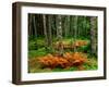 Cinnamon ferns and red spruce trees in autumn, Acadia National Park, Maine, USA-null-Framed Photographic Print